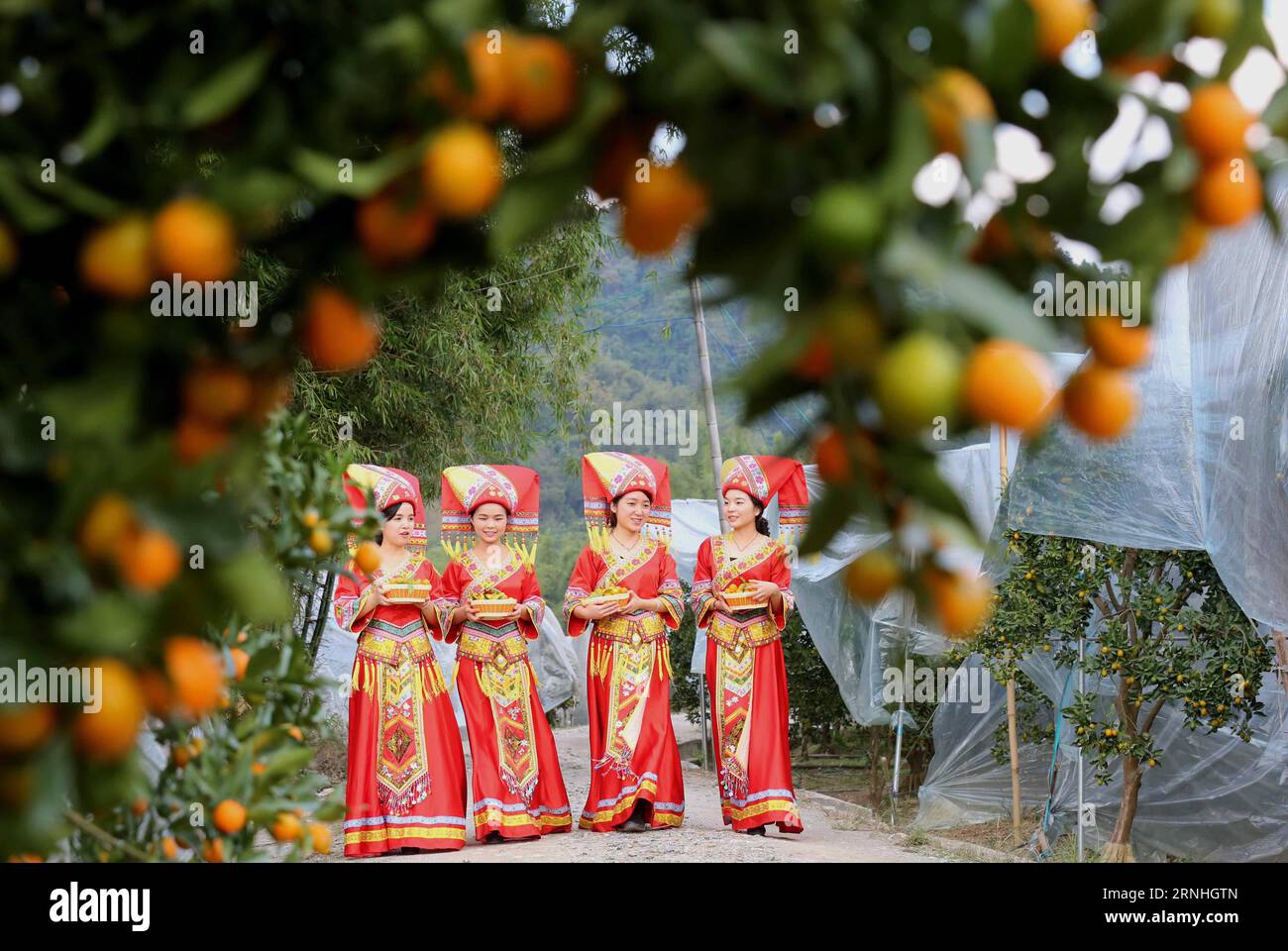 (161118) -- RONGAN, Nov. 18, 2016 -- Women in traditional costumes of Zhuang ethnic group present kumquat fruit in Rongan County, south China s Guangxi Zhuang Automonous Region, Nov. 18, 2016. Kumquat gardens in Rongan entered the harvest season. ) (wx) CHINA-GUANGXI-RONGAN-KUMQUAT-HARVEST (CN) HuangxXiaobang PUBLICATIONxNOTxINxCHN   Rongan Nov 18 2016 Women in Traditional Costumes of Zhuang Ethnic Group Present Kumquat Fruit in Rongan County South China S Guangxi Zhuang  Region Nov 18 2016 Kumquat Gardens in Rongan entered The Harvest Season wx China Guangxi Rongan Kumquat Harvest CN HuangxXi Stock Photo