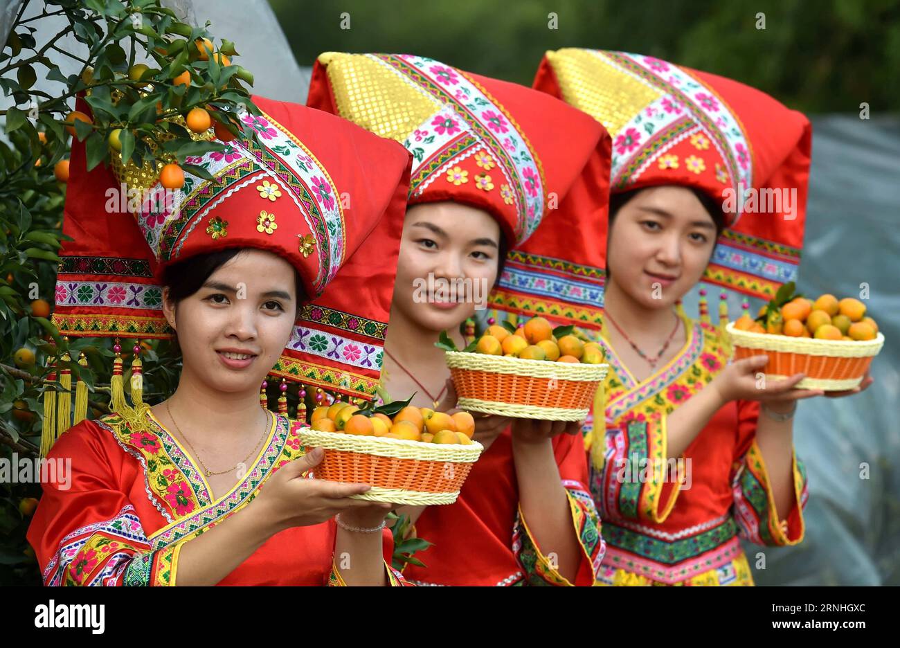 (161118) -- RONGAN, Nov. 18, 2016 -- Women in traditional costumes of Zhuang ethnic group present kumquat fruit in Rongan County, south China s Guangxi Zhuang Automonous Region, Nov. 18, 2016. Kumquat gardens in Rongan entered the harvest season. ) (wx) CHINA-GUANGXI-RONGAN-KUMQUAT-HARVEST (CN) HuangxXiaobang PUBLICATIONxNOTxINxCHN   Rongan Nov 18 2016 Women in Traditional Costumes of Zhuang Ethnic Group Present Kumquat Fruit in Rongan County South China S Guangxi Zhuang  Region Nov 18 2016 Kumquat Gardens in Rongan entered The Harvest Season wx China Guangxi Rongan Kumquat Harvest CN HuangxXi Stock Photo