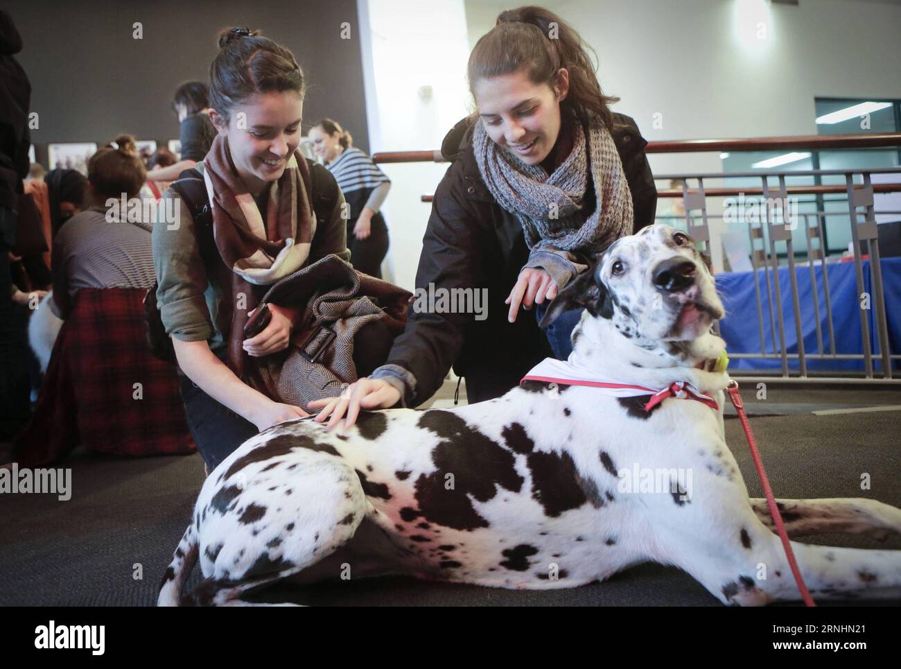 (161130) -- VANCOUVER, Nov. 30, 2016 -- Students play with a dog during the puppy therapy event at Simon Fraser University in Vancouver, Canada, Nov. 29, 2016. Simon Fraser University invited puppies to campus during exam time to help students take a break from the stress of end-of-term assignments. )(gj) CANADA-VANCOUVER-PUPPY THERAPY LiangxSen PUBLICATIONxNOTxINxCHN   Vancouver Nov 30 2016 Students Play With a Dog during The Puppy THERAPY Event AT Simon Fraser University in Vancouver Canada Nov 29 2016 Simon Fraser University invited Puppies to Campus during Exam Time to Help Students Take a Stock Photo