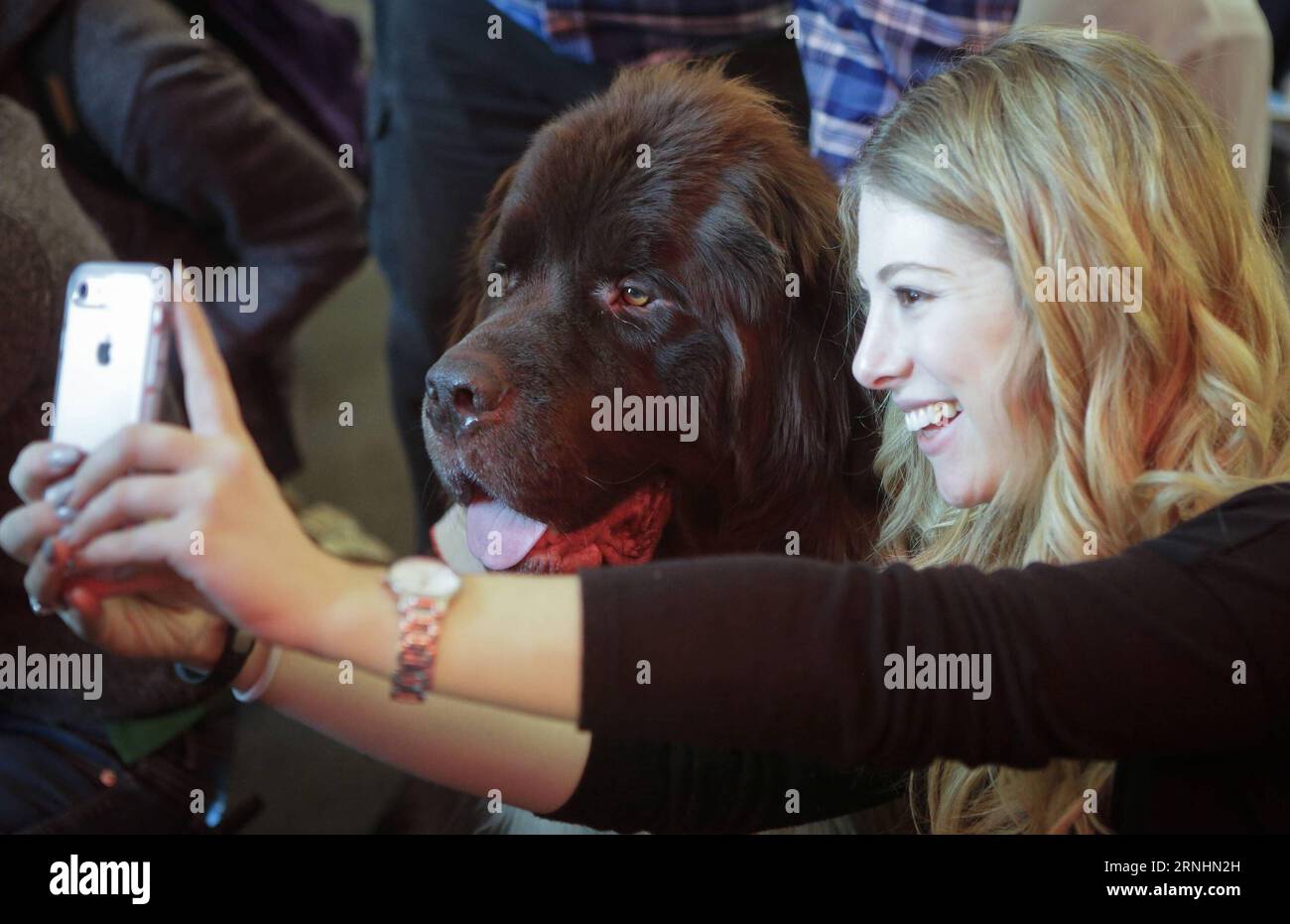 (161130) -- VANCOUVER, Nov. 30, 2016 -- A student takes a photo with a dog during the puppy therapy event at Simon Fraser University in Vancouver, Canada, Nov. 29, 2016. Simon Fraser University invited puppies to campus during exam time to help students take a break from the stress of end-of-term assignments. )(gj) CANADA-VANCOUVER-PUPPY THERAPY LiangxSen PUBLICATIONxNOTxINxCHN   Vancouver Nov 30 2016 a Student Takes a Photo With a Dog during The Puppy THERAPY Event AT Simon Fraser University in Vancouver Canada Nov 29 2016 Simon Fraser University invited Puppies to Campus during Exam Time to Stock Photo