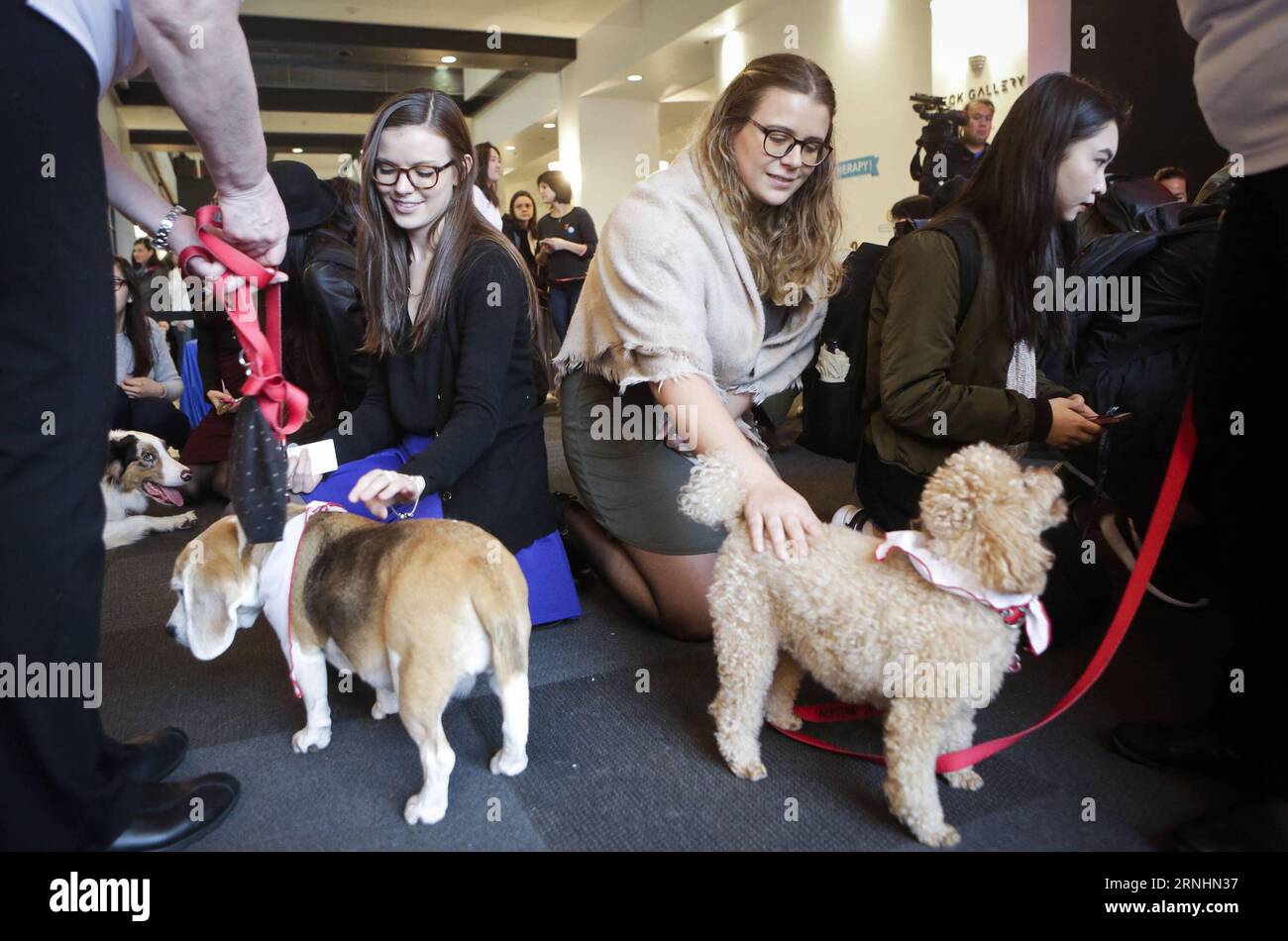 (161130) -- VANCOUVER, Nov. 30, 2016 -- Students play with dogs during the puppy therapy event at Simon Fraser University in Vancouver, Canada, Nov. 29, 2016. Simon Fraser University invited puppies to campus during exam time to help students take a break from the stress of end-of-term assignments. )(gj) CANADA-VANCOUVER-PUPPY THERAPY LiangxSen PUBLICATIONxNOTxINxCHN   Vancouver Nov 30 2016 Students Play With Dogs during The Puppy THERAPY Event AT Simon Fraser University in Vancouver Canada Nov 29 2016 Simon Fraser University invited Puppies to Campus during Exam Time to Help Students Take a B Stock Photo
