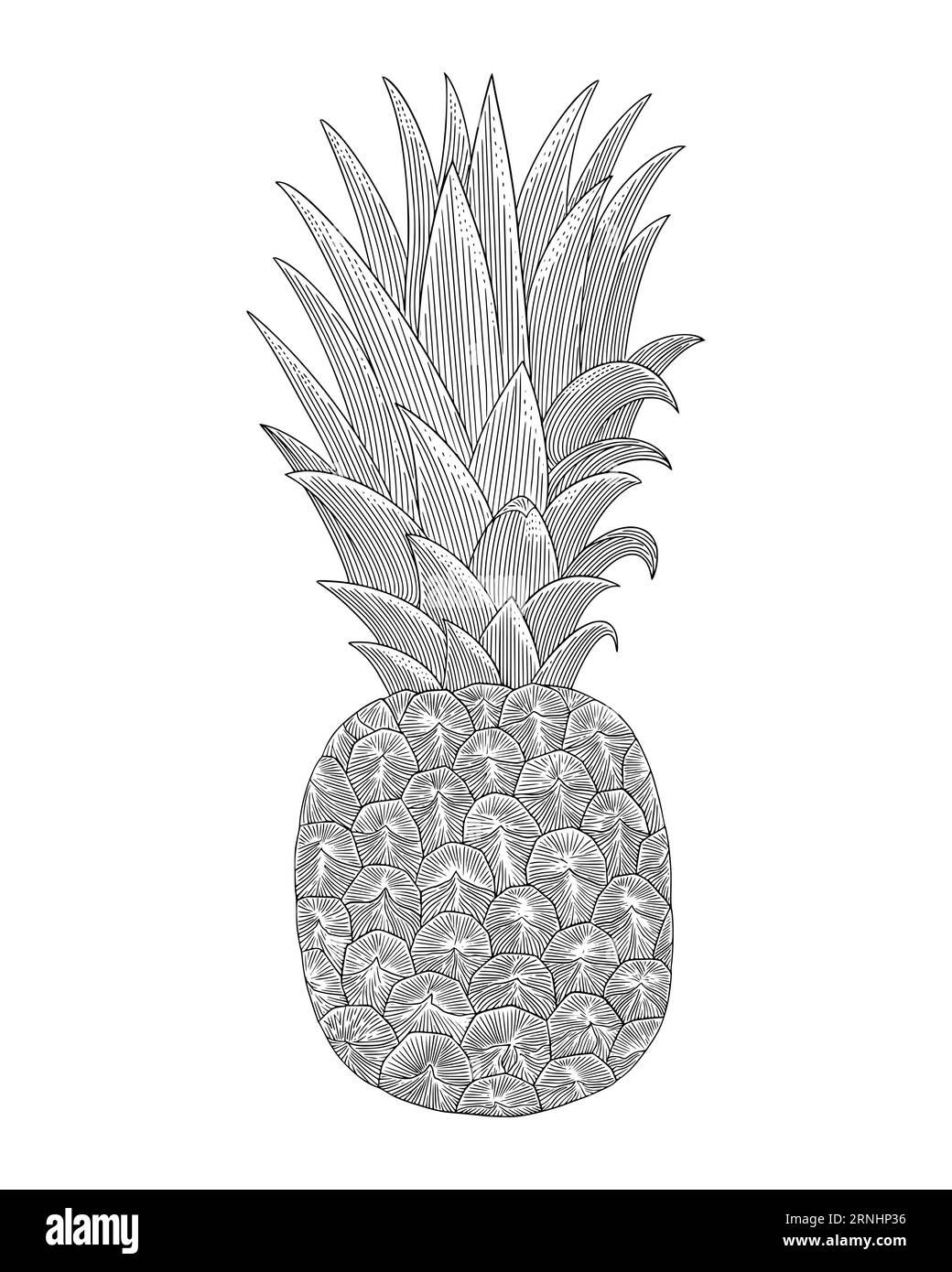 pineapple fruit, Vintage engraving drawing vector illustration Stock