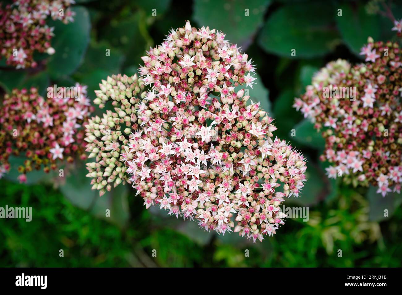 Sedum spectabile star-shaped flowers of butterfly stonecrop at late summer Stock Photo