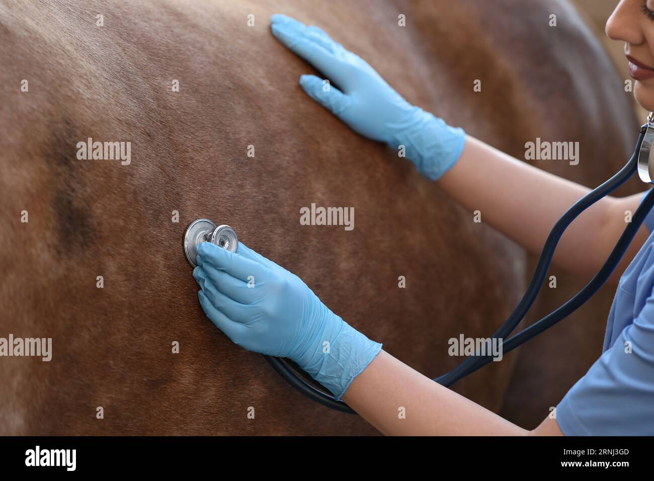 Vet with stethoscope horse hi-res stock photography and images - Alamy