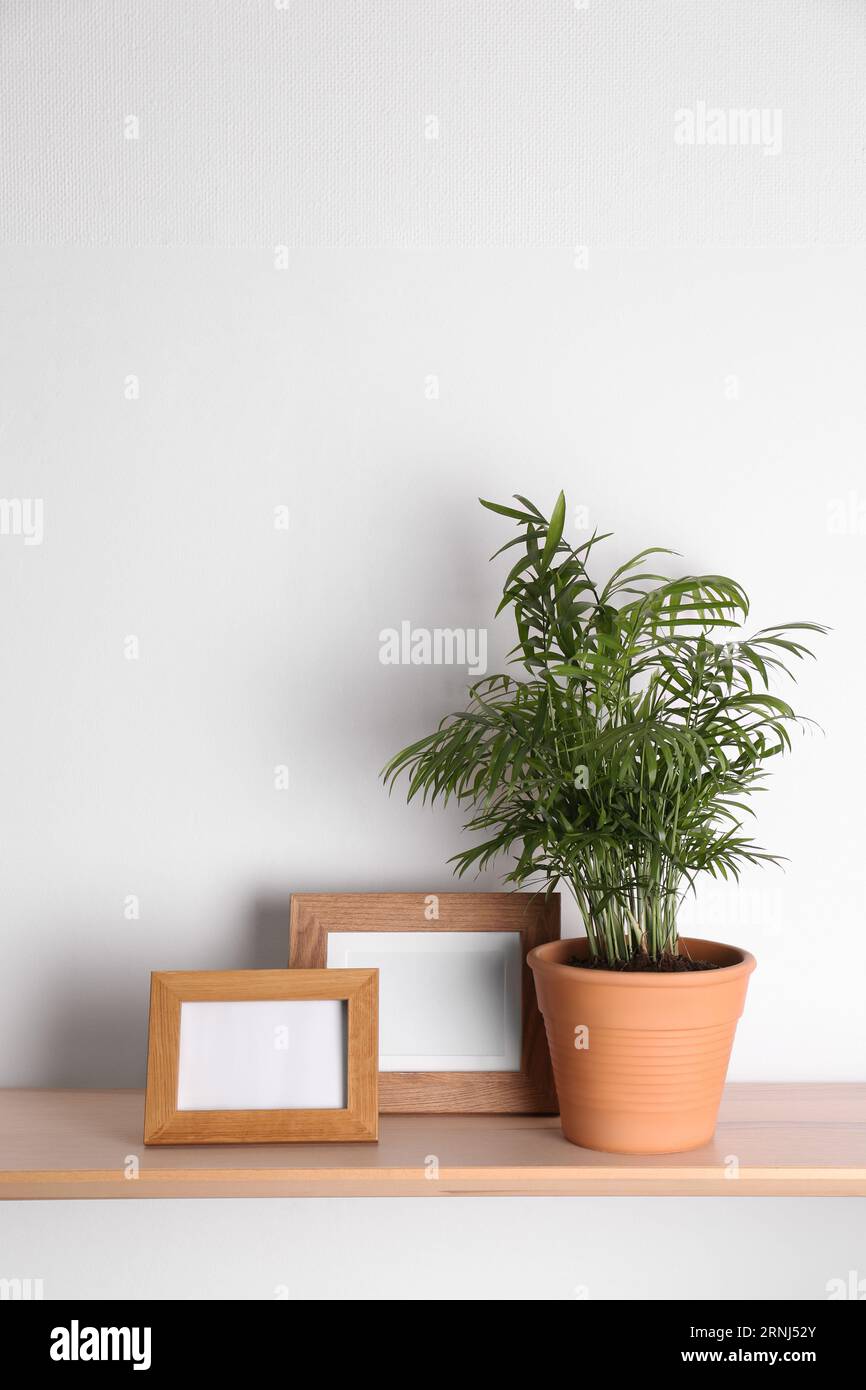 Wooden shelf with beautiful green houseplant and photo frames on white ...