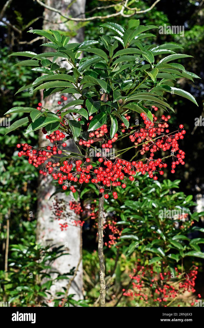 Christmas berry (Ardisia crenata) on garden in Petropolis, Rio de Janeiro, Brazil Stock Photo