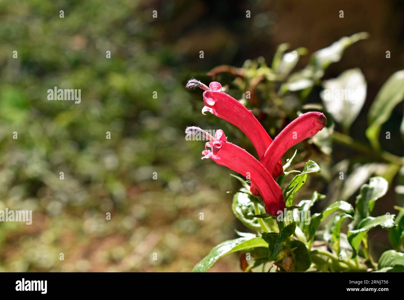 Red flowers (Centropogon cornutus) on garden in Petropolis, Rio de Janeiro, Brazil Stock Photo