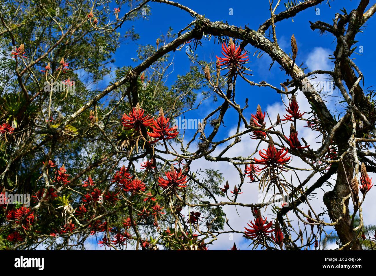 Red flowers on tree (Erythrina speciosa) Stock Photo