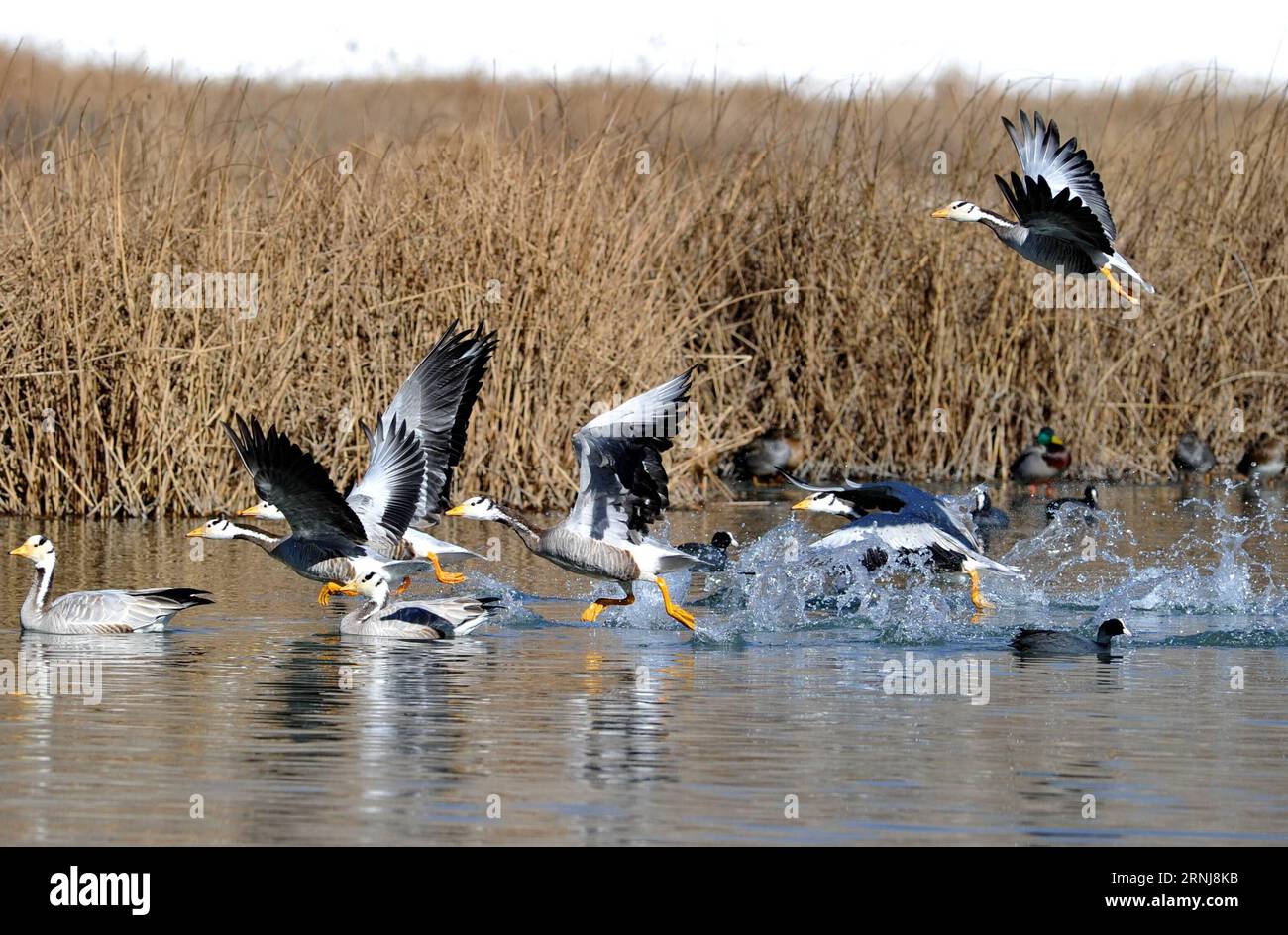 (170108) -- LHASA, Jan. 8, 2017 -- Birds are seen at Lalu wetland in Lhasa, capital of southwest China s Tibet Autonomous Region, Jan. 8, 2017. The Lalu Wetland, known as the Lung of Lhasa , is China s unique urban natural inland wetland with the highest altitude and largest acreage. ) (zkr) CHINA-LHASA-LALU WETLAND-BIRDS(CN) ZhangxRufeng PUBLICATIONxNOTxINxCHN   Lhasa Jan 8 2017 Birds are Lakes AT Lalu Wetland in Lhasa Capital of Southwest China S Tibet Autonomous Region Jan 8 2017 The Lalu Wetland known As The Lung of Lhasa IS China S Unique Urban Natural Domestically Wetland With The Highes Stock Photo