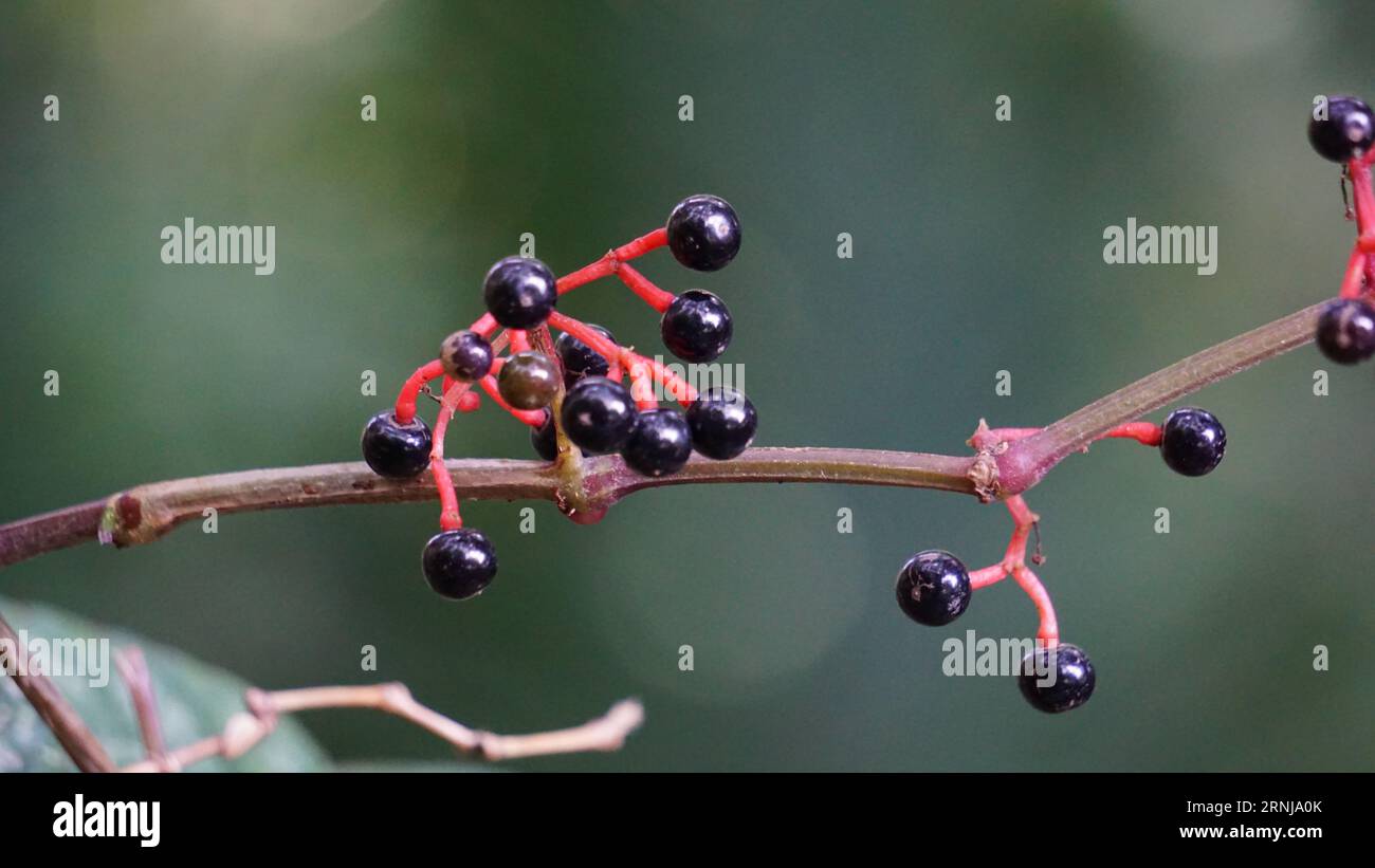 Parthenocissus quinquefolia (Virginia creeper, Victoria creeper, five