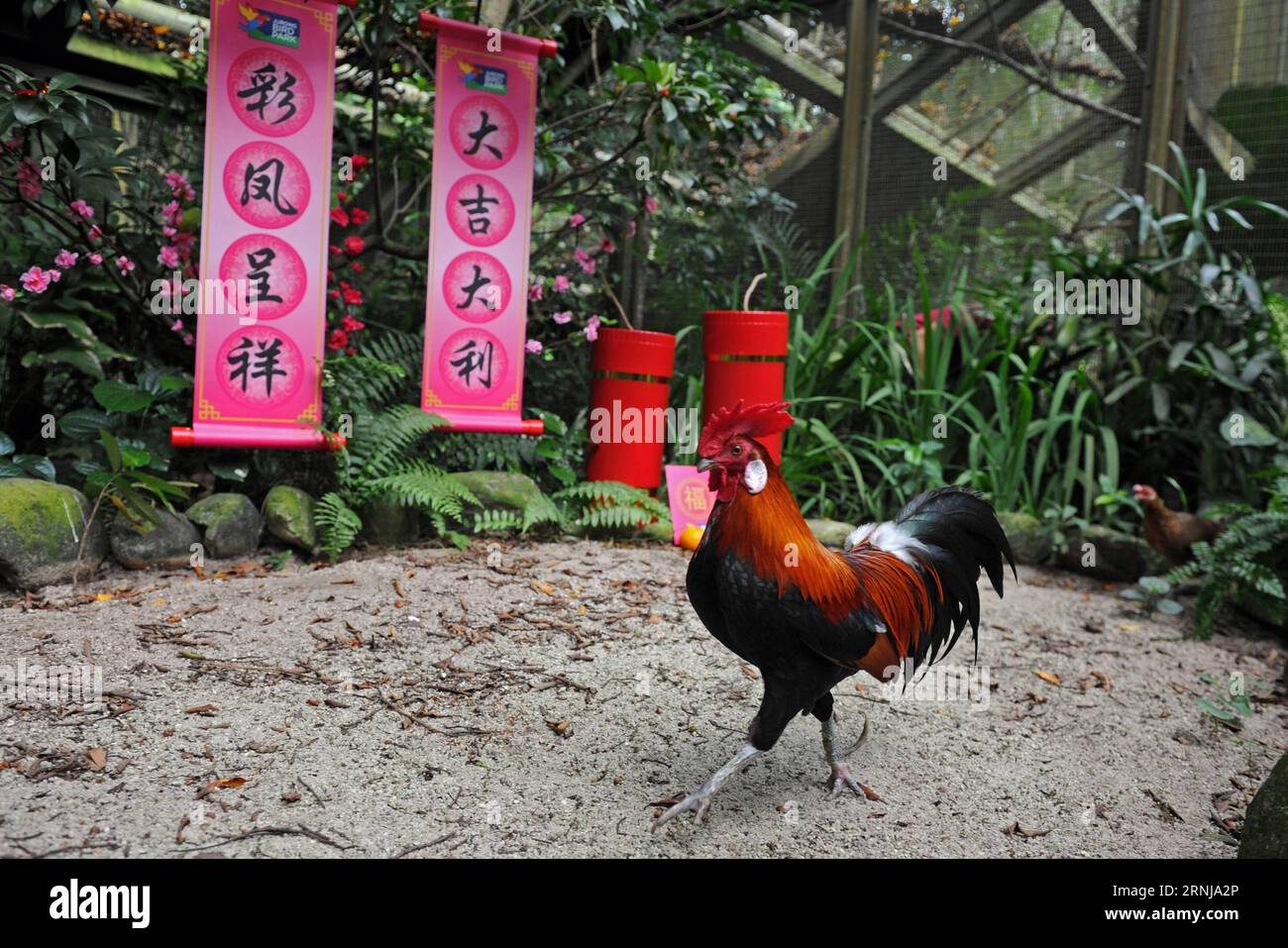 A red junglefowl is seen near lunar New Year decorations in Singapore s Jurong Bird Park, Jan. 11, 2017. The Jurong Bird Park unveiled the Fowl Trail on Wednesday, showcasing an assortment of pheasants, peafowls and junglefowls as part of the celebrations for the upcoming Year of Rooster. ) (hy) SINGAPORE-JURONG BIRD PARK-FOWL TRAIL ThenxChihxWey PUBLICATIONxNOTxINxCHN   a Red Junglefowl IS Lakes Near Lunar New Year decorations in Singapore S Jurong Bird Park Jan 11 2017 The Jurong Bird Park unveiled The Fowl Trail ON Wednesday showcasing to assortment of pheasants peafowls and  As Part of The Stock Photo