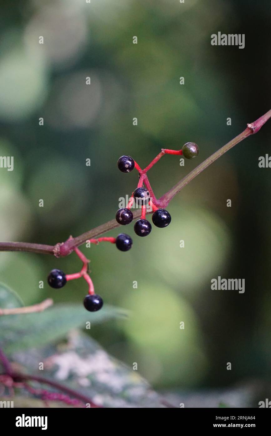 Parthenocissus quinquefolia (Virginia creeper, Victoria creeper, five