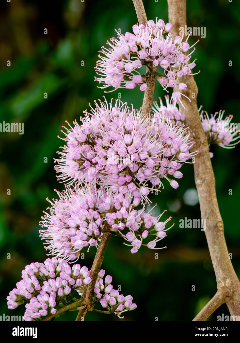 Evodia, Melicope elleryana, pink flowered doughwood, pink  evodia, corkwood, saruwa, wild, Atherton, Australia. Stock Photo
