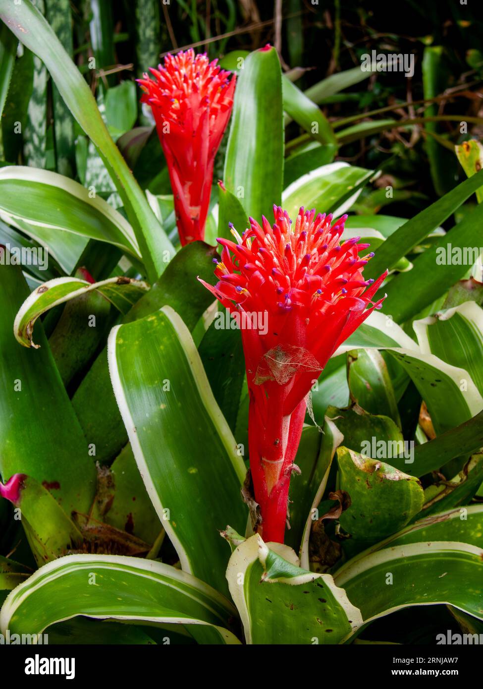 Billbergia pyramidalis, bromeliad, red flowers, cultivated, Malanda, Australia. Stock Photo