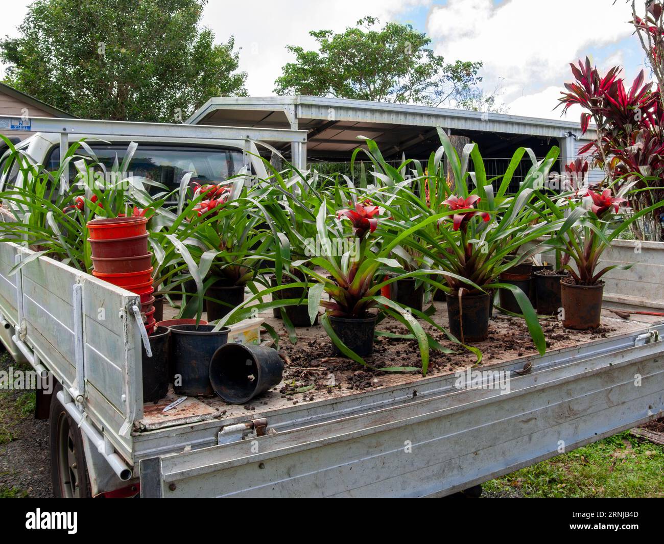 Bromeliad, Nidularium procerum, pots on back of Utility.Cultivated, Malanda, Australia. Stock Photo