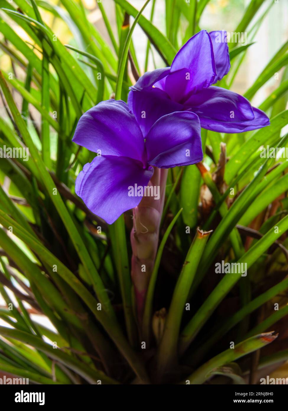 Bromeliad, Tillandsia cyanea, blue flower, Air Plant, cultivated, Malanda, Australia. Stock Photo