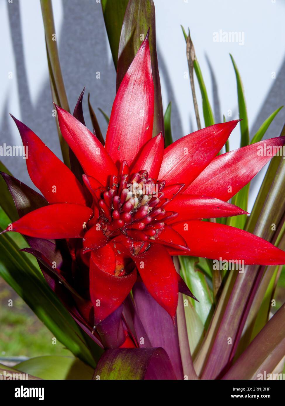 Bromeliad, Guzmania with bright red centre, cultivated, Malanda, Australia. Stock Photo