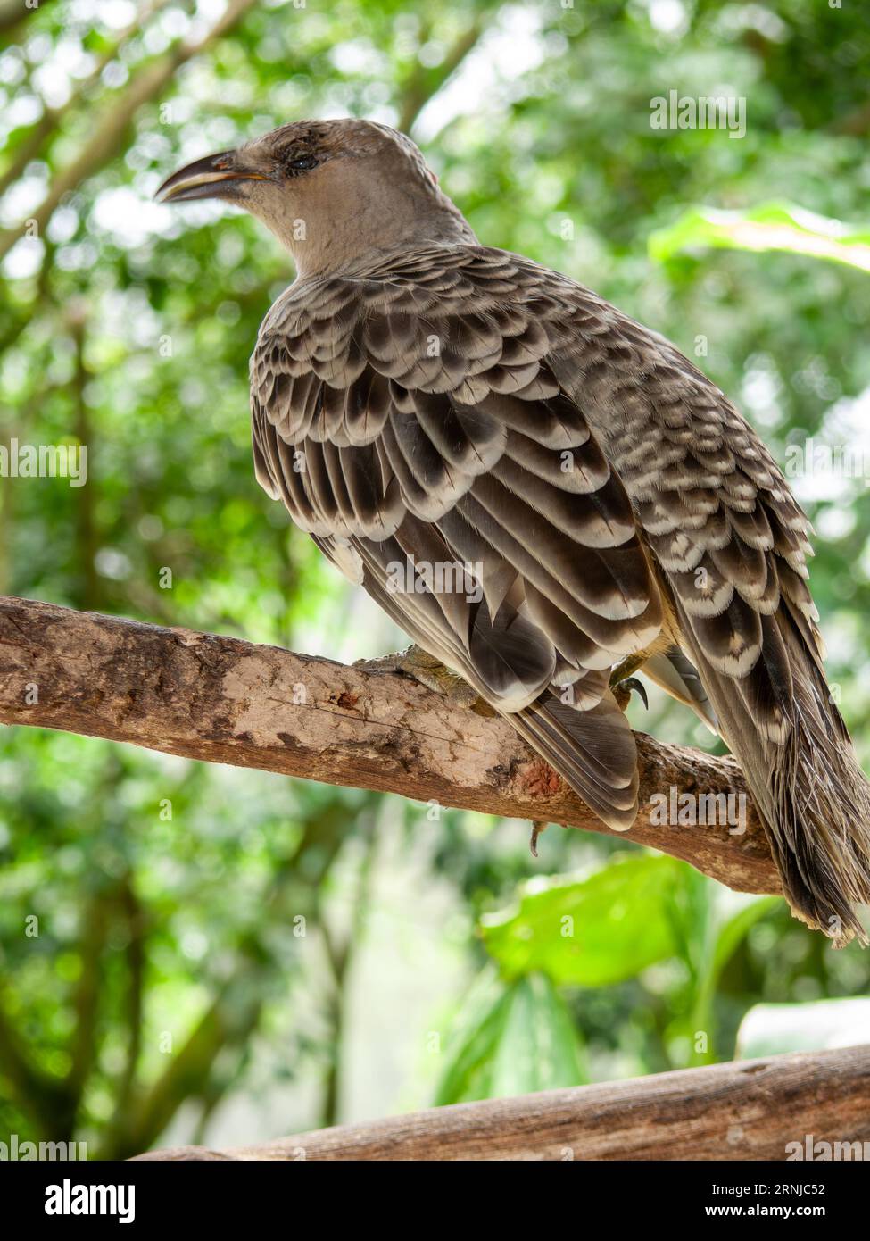 Great Bowerbird, Chlamydera nuchalis,  captive, Kuranda, Australia. Stock Photo