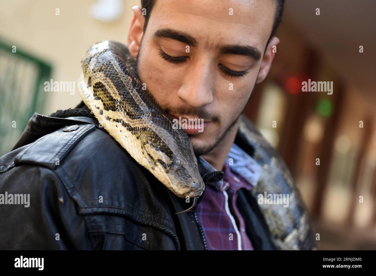 GIZA, Photo taken on Nov. 29, 2016 shows a man with a python on his ...