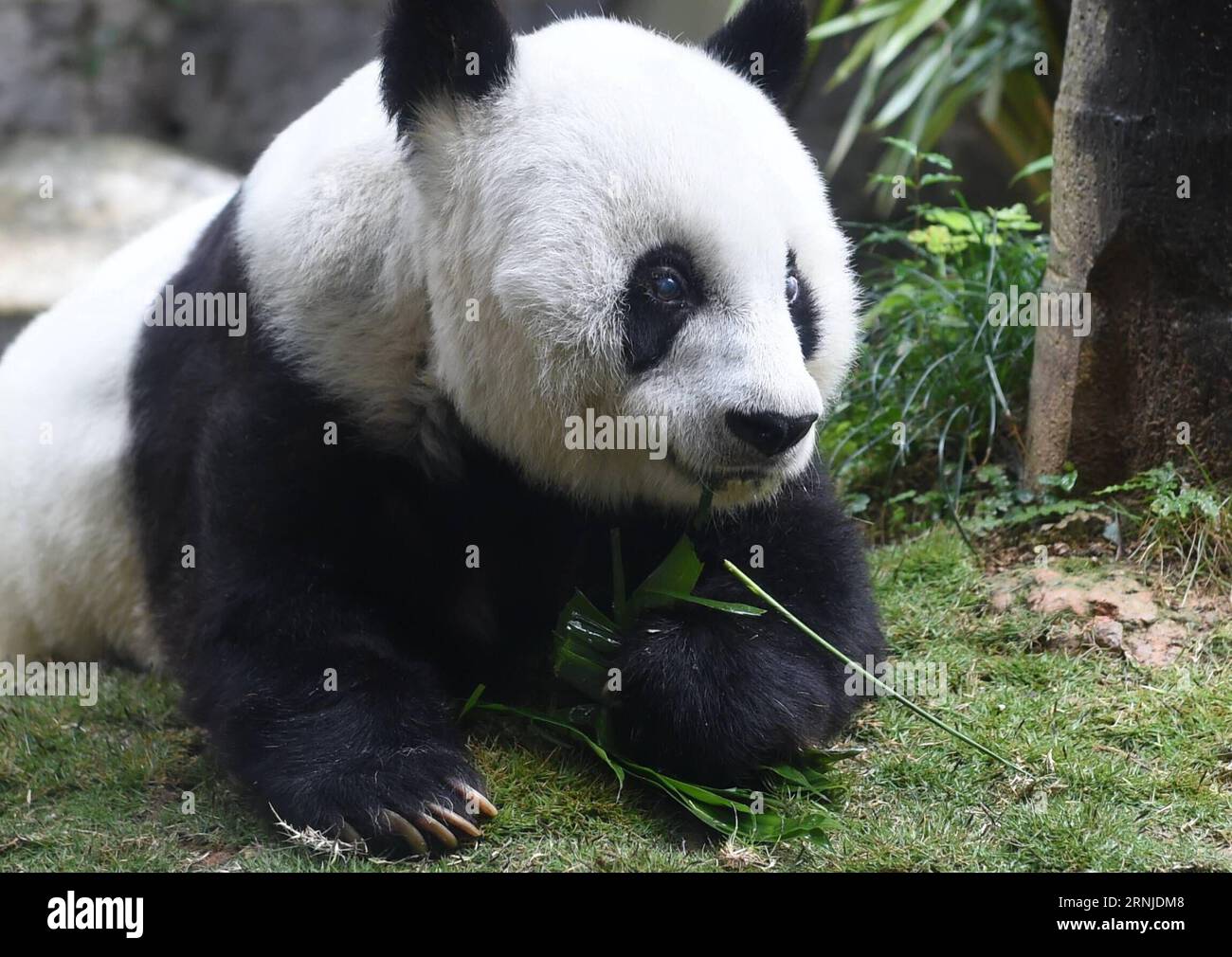 The panda games hi-res stock photography and images - Alamy