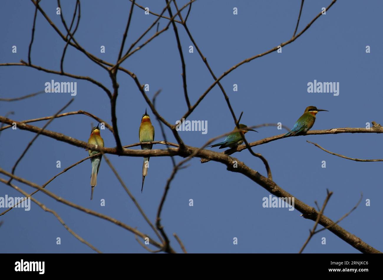 (170202) -- BAGO, Feb. 2, 2017 -- Little green bee-eaters stand on a branch at the Moeyungyi Wetland Wildlife Sanctuary in Bago region, Myanmar, Feb. 2, 2017. Moeyungyi Wetlands is situated in Bago Division. Every year, millions of birds usually fly from the northern hemisphere to the south along the East-Asian Australian Flyway. )(gl) MYANMAR-BAGO-MOEYUNGYI WETLAND-WILDLIFE UxAung PUBLICATIONxNOTxINxCHN   Bago Feb 2 2017 Little Green Bee Eaters stand ON a Branch AT The Moeyungyi Wetland Wildlife Sanctuary in Bago Region Myanmar Feb 2 2017 Moeyungyi Wetlands IS Situated in Bago Division Every Stock Photo