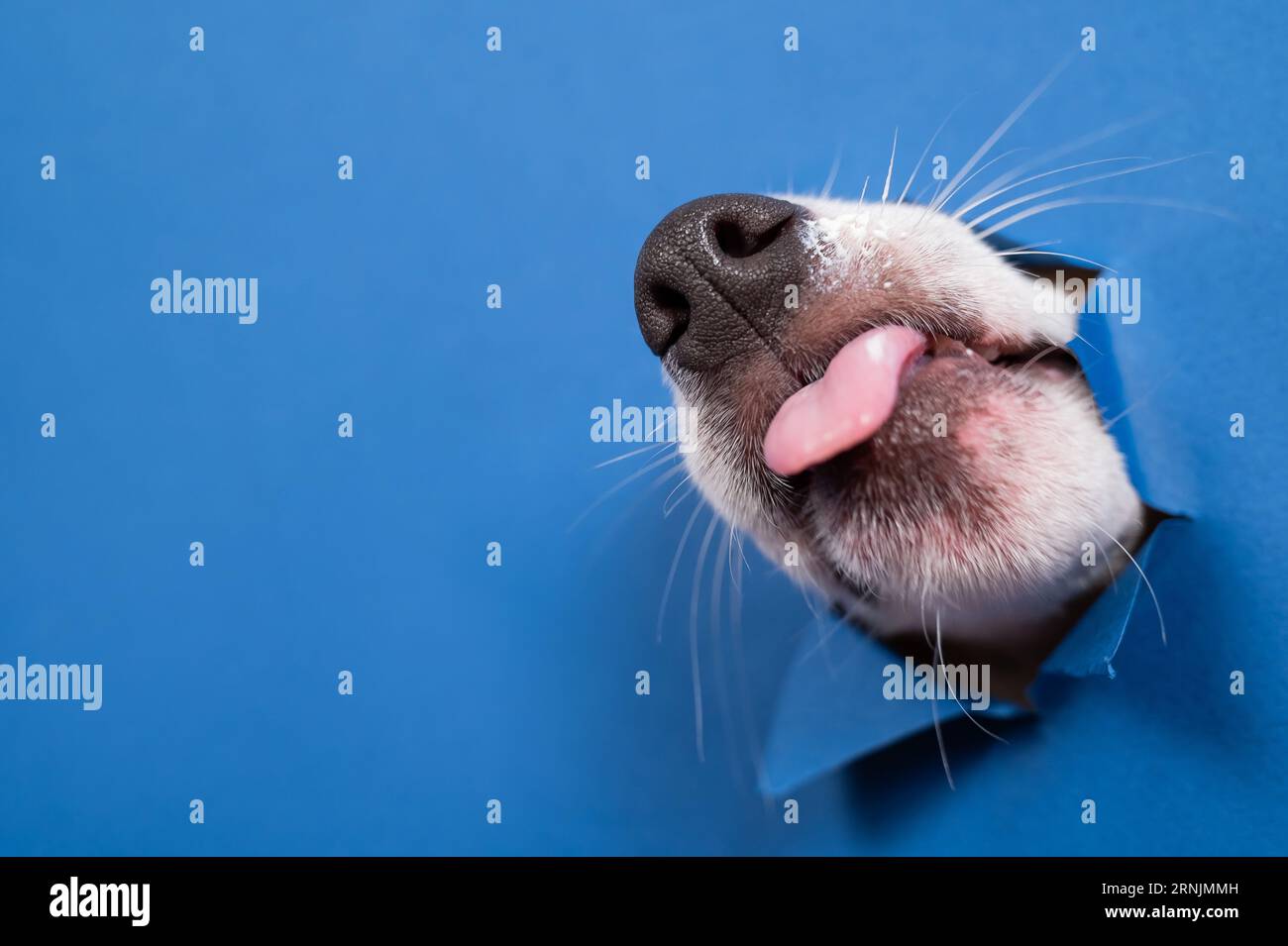 Jack russell terrier dog licks his nose and leans out of torn paper