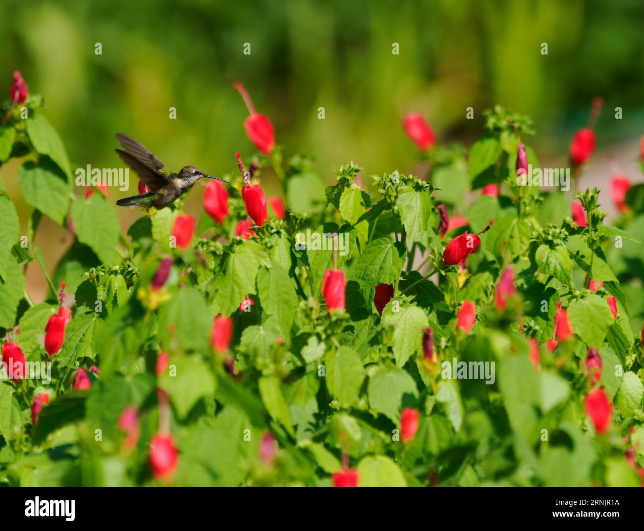 Female Ruby Throated Hummingbird hovering in a flower bed with red Turk's cap flowers. Photographed with a shallow depth of field. Stock Photo