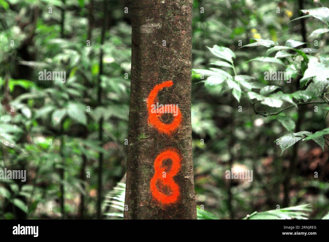 A marker is painted on a trunk in Tangkoko forest, a protected habitat for many species including Sulawesi black-crested macaques (Macaca nigra) located in North Sulawesi, Indonesia. Primatologists have revealed that climate change may reduce the habitat suitability of primate species. A recent report revealed that the temperature is indeed increasing in Tangkoko forest, and the overall fruit abundance decreased. Stock Photo