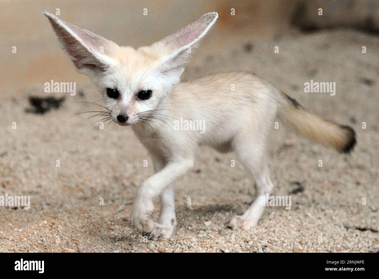 Fennec fox cub hi-res stock photography and images - Alamy