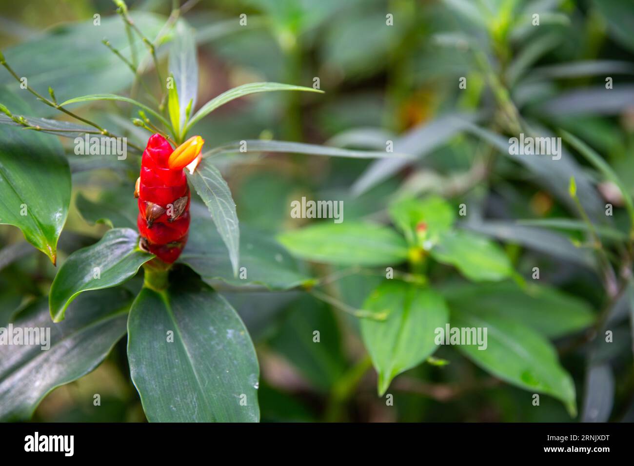 Dwarf French Kiss flower in a garden Stock Photo - Alamy