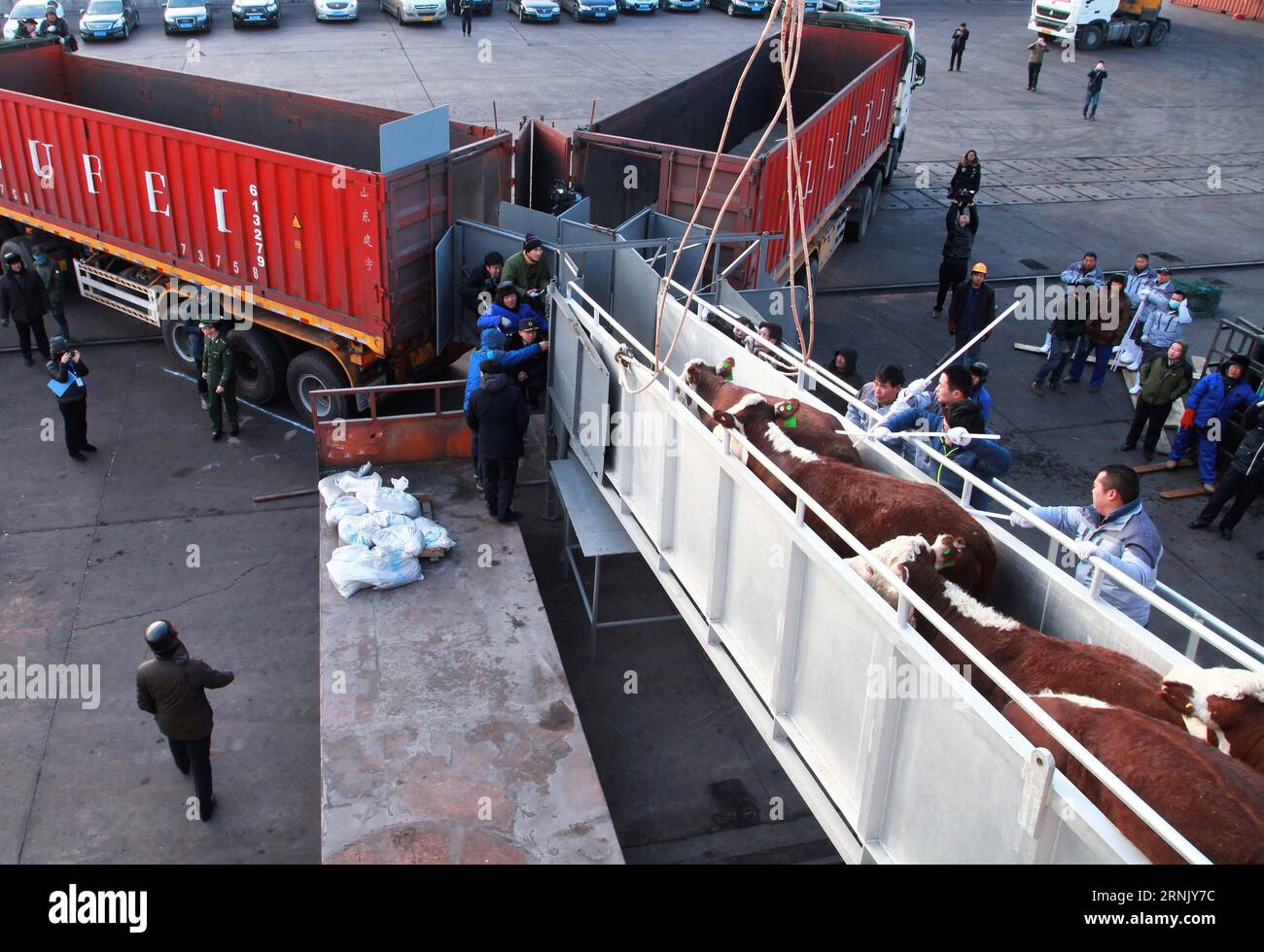 (170220) -- RONGCHENG, Feb. 20, 2017 -- Cattle imported from Australia are seen at the port of Shidao in Weihai, east China s Shandong Province, Feb. 20, 2017. A total of 1,195 head of live beef cattle arrived in east China s Shandong Province Monday, the first batch of imported sea-borne beef cattle to the country. They will be quarantined before being slaughtered within 14 days, according to the Shandong Entry-Exit Inspection and Quarantine Bureau. )(mcg) CHINA-SHANDONG-BEEF CATTLE-ARRIVAL (CN) FanxChangguo PUBLICATIONxNOTxINxCHN   Rongcheng Feb 20 2017 Cattle Imported from Australia are Lak Stock Photo