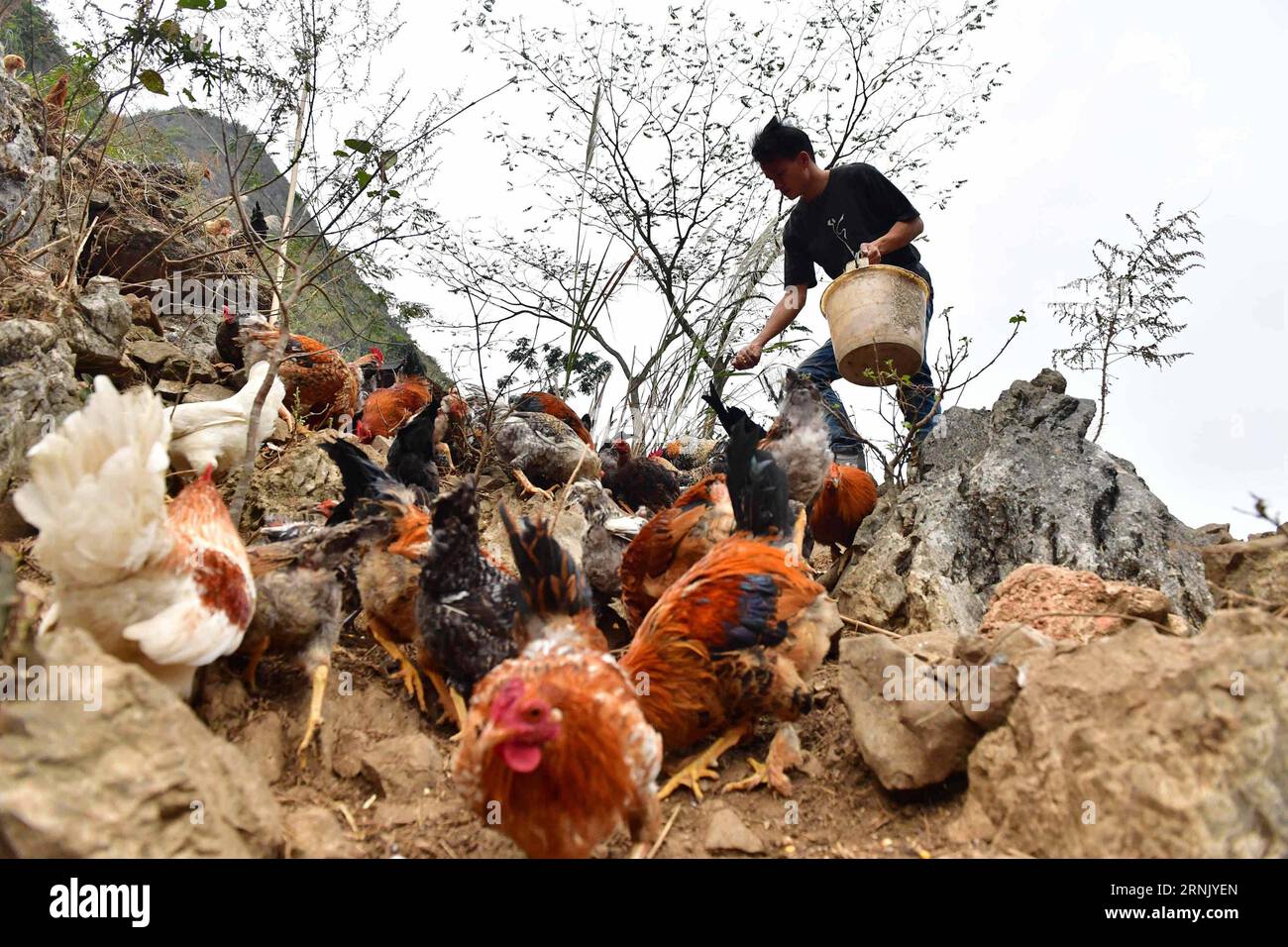 (170221) -- DAHUA, A villager feeds chickens in Nongxiong Village of Qibainong Township in Dahua Yao Autonomous County, south China s Guangxi Zhuang Autonomous Region, Jan. 5, 2017. Cursed by devils -- that is what the locals say about Qibainong. Named after the rugged karst landforms that surround it, the township has been identified as one of the most inhospitable places on earth by UN officials. However, change is expected soon. Local governments are building roads for every village with more than 20 households. Relocation has been proposed for those who live in extremely remote areas. )(mc Stock Photo