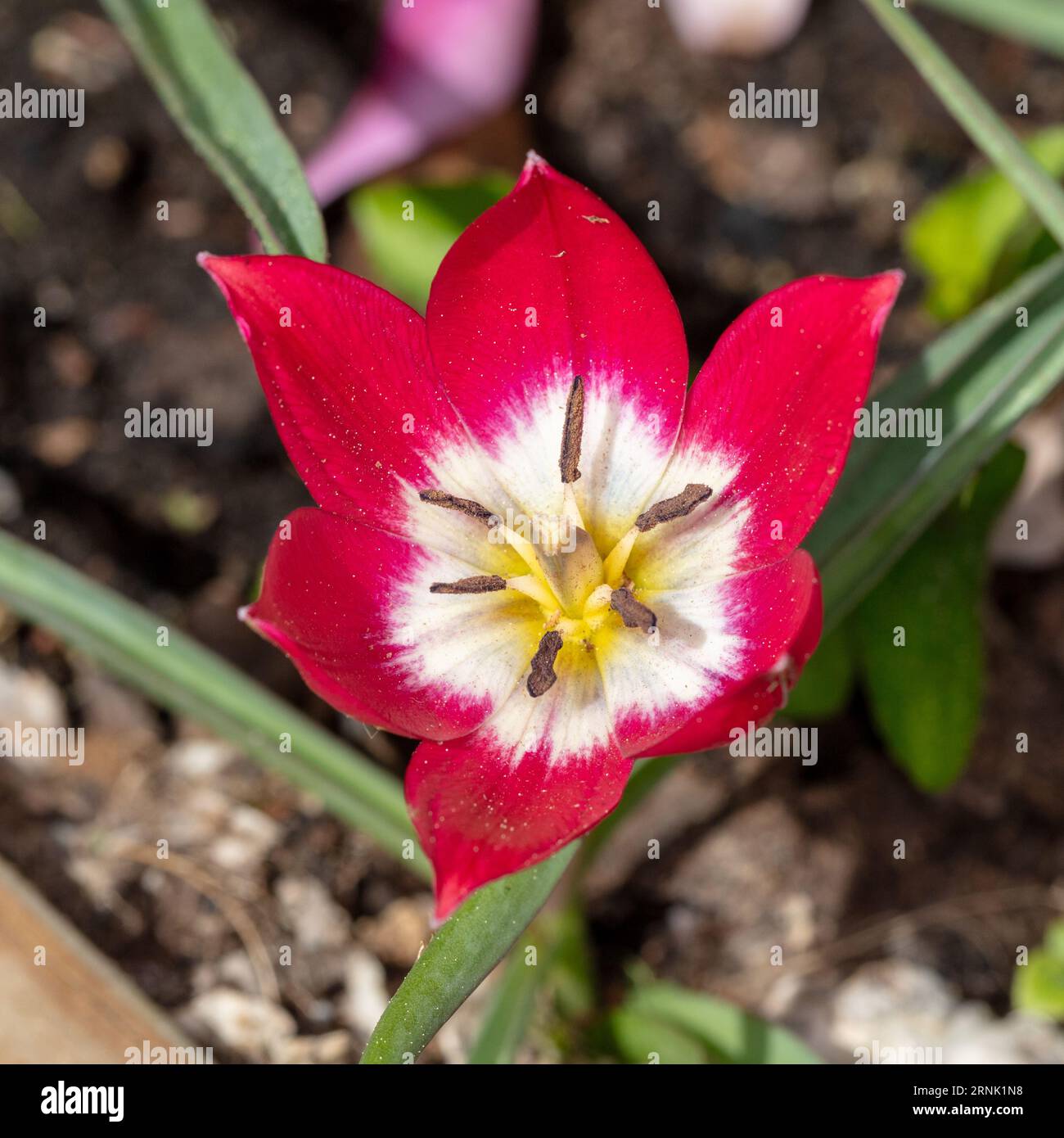 'Tiny Timo' Botanical tulip, Botanisk tulpan (Tulipa hageri x aucheriana) Stock Photo