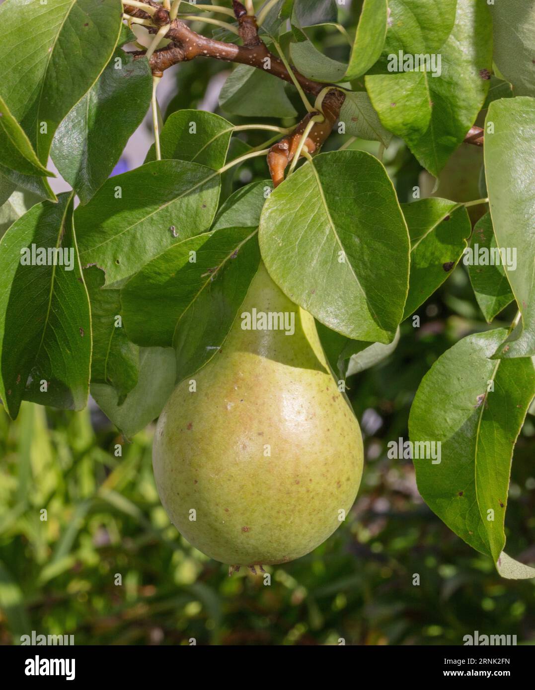 'Conference' European pear, Päron (Pyrus communis) Stock Photo