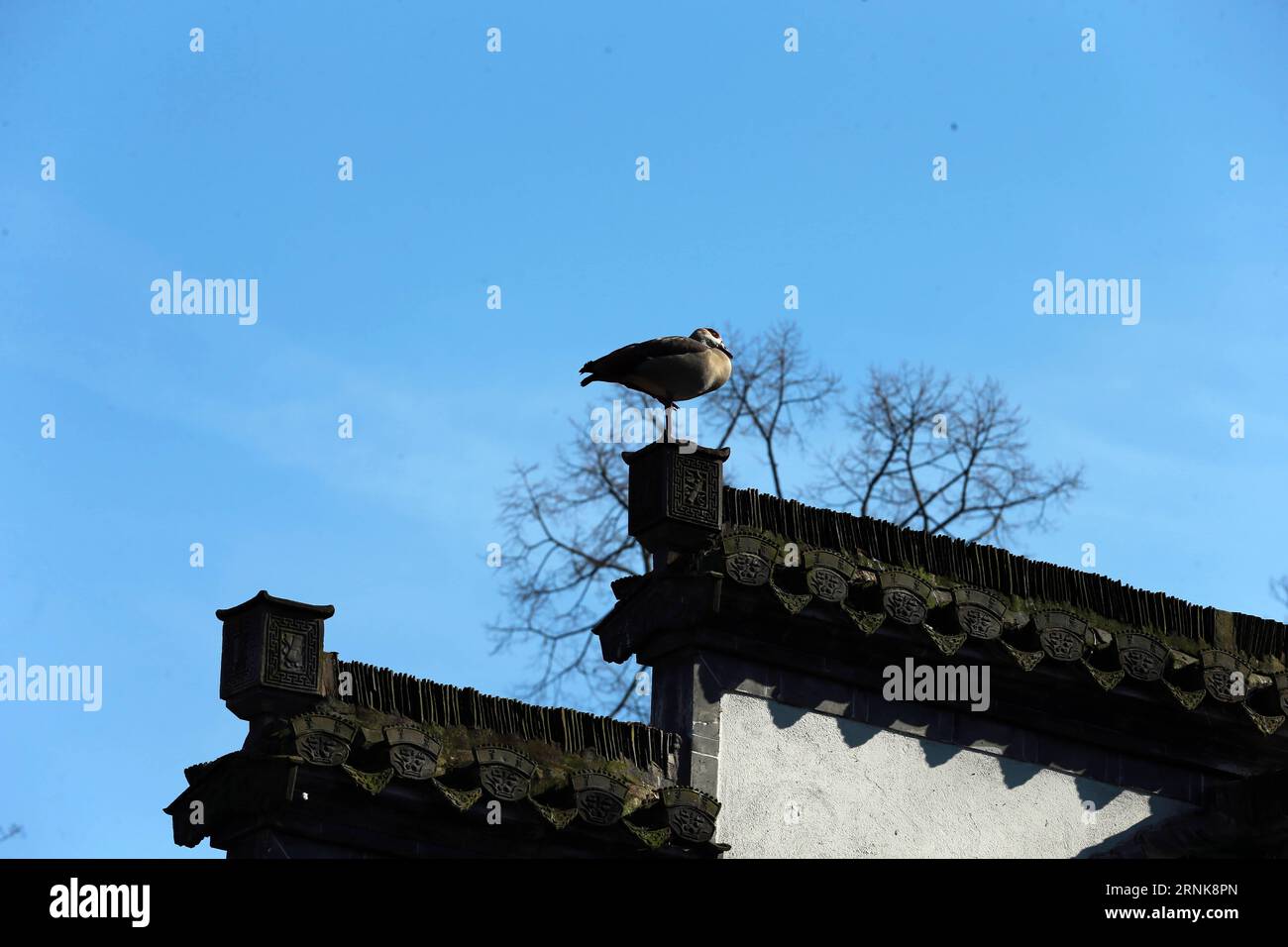 frankfurt-a-bird-is-seen-at-the-chinese-garden-in-frankfurt-germany