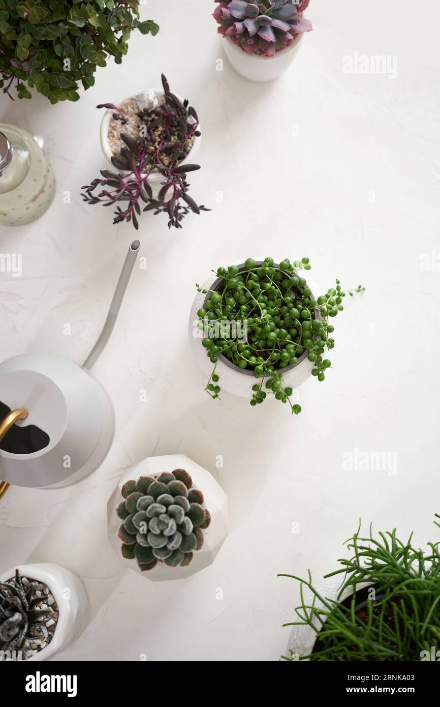 Potted Senecio Rowley house plant in white ceramic pot and other succulent plants on a table indoors Stock Photo