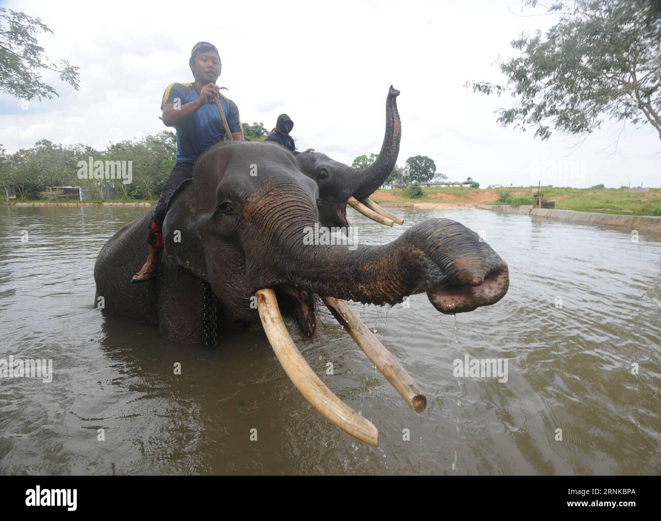 (170321) -- LAMPUNG, March 21, 2017 -- Photo taken on March 20, 2017 shows two mahouts bathing Sumatran elephants in water reservoir at elephant training center in Way Kambas National Park, East Lampung district, Lampung Province, Indonesia. ) (lrz) INDONESIA-LAMPUNG-SUMATRAN ELEPHANT AgungxKuncahyaxB. PUBLICATIONxNOTxINxCHN   LAMPUNG March 21 2017 Photo Taken ON March 20 2017 Shows Two Mahouts bathing Sumatran Elephants in Water Reservoir AT Elephant Training Center in Way kambas National Park East LAMPUNG District LAMPUNG Province Indonesia lrz Indonesia LAMPUNG Sumatran Elephant AgungxKunca Stock Photo