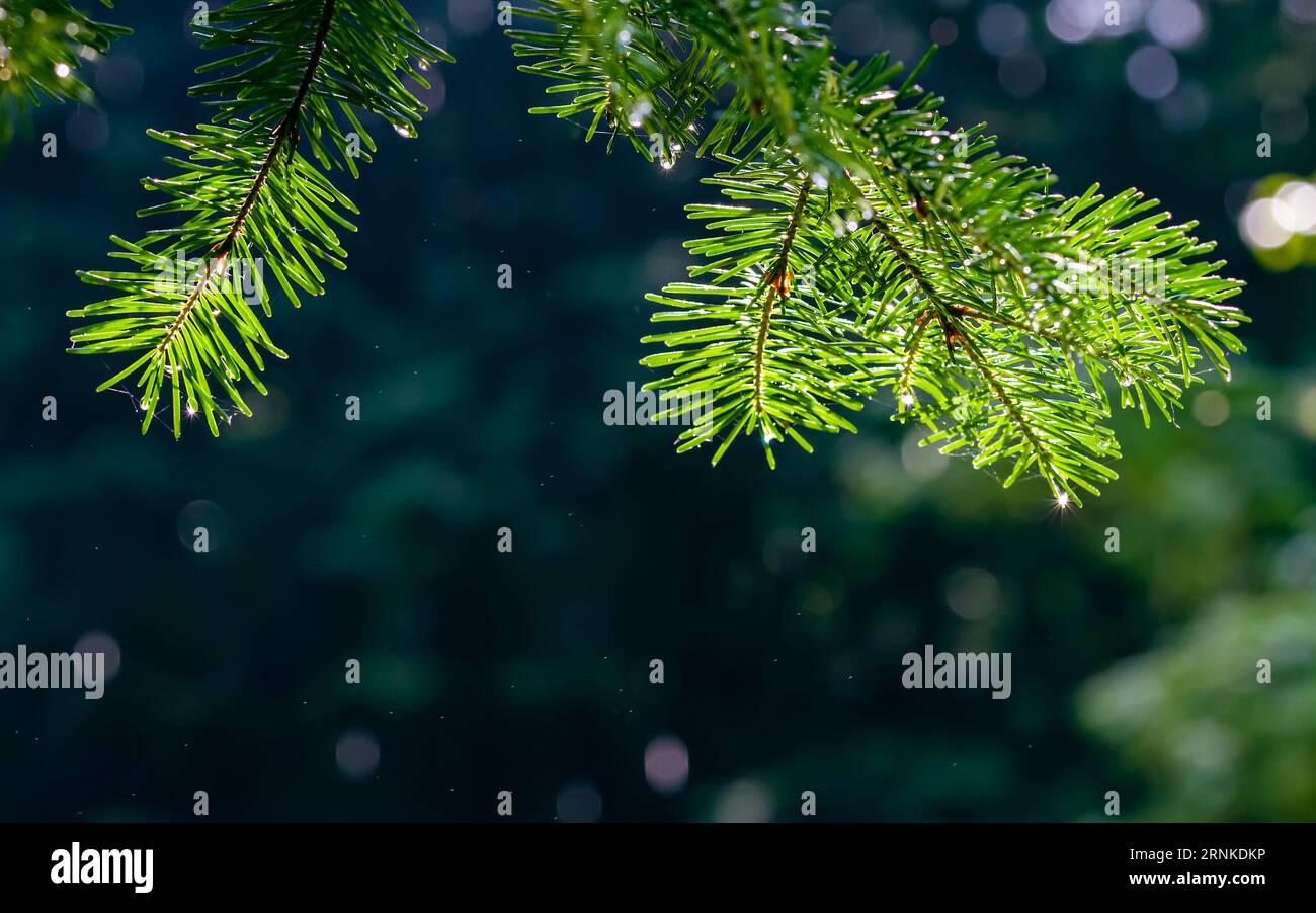 spruce tree needles with shining water drops after rain. closeup view. Stock Photo
