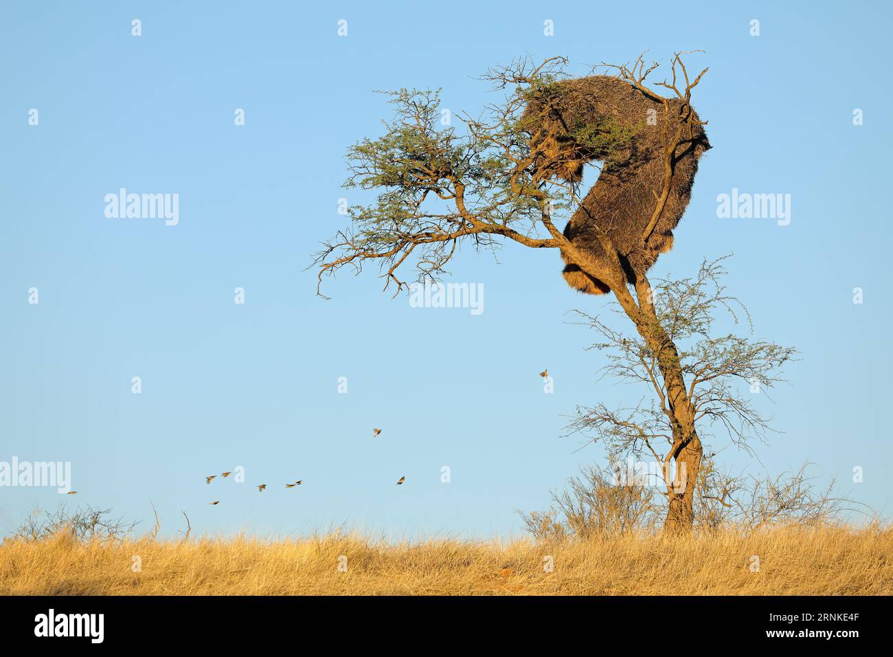 African thorn-tree with communal nest of sociable weavers (Philetairus socius), Kalahari, South Africa Stock Photo