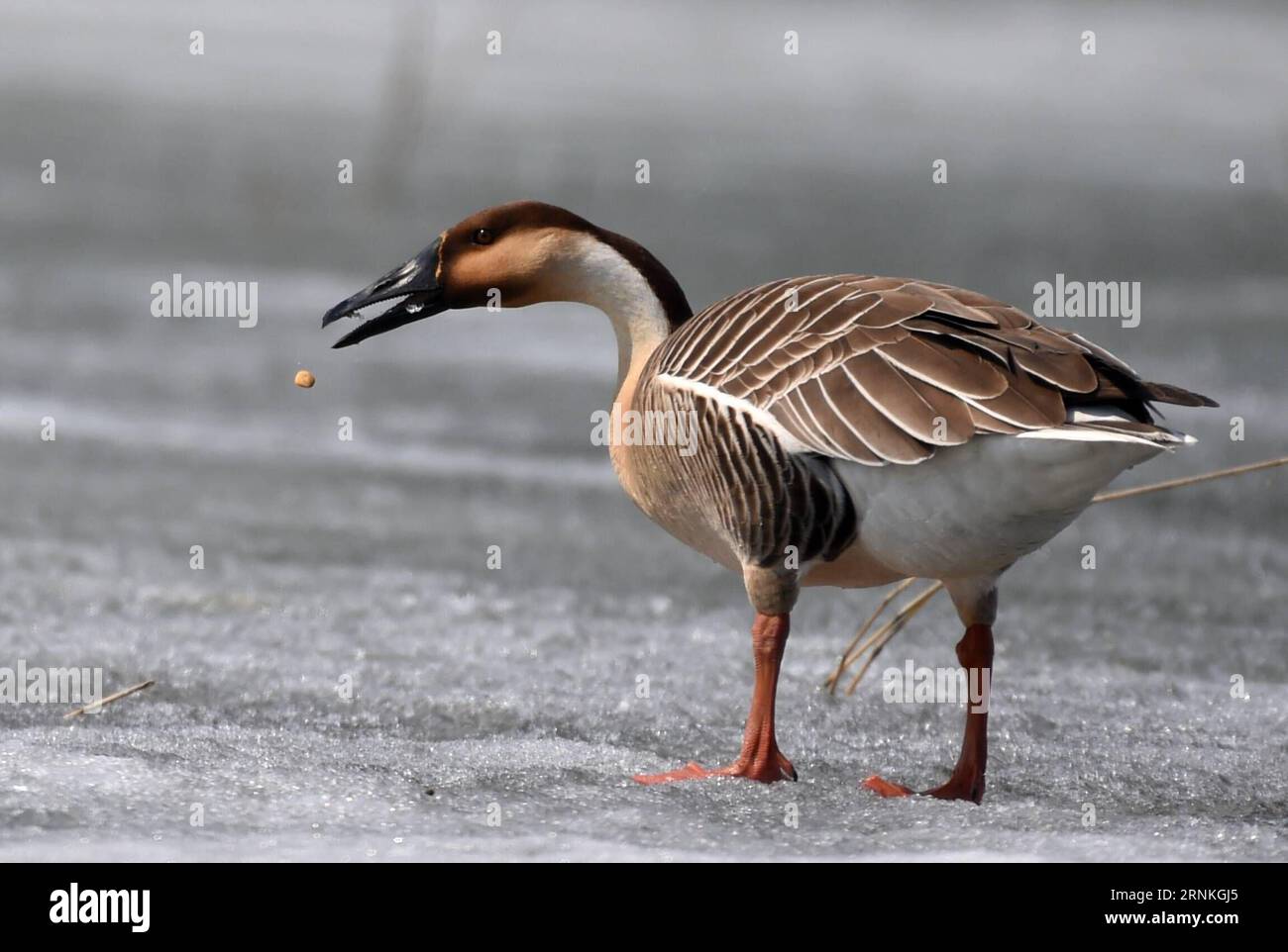 Canada goose leon hot sale zoo