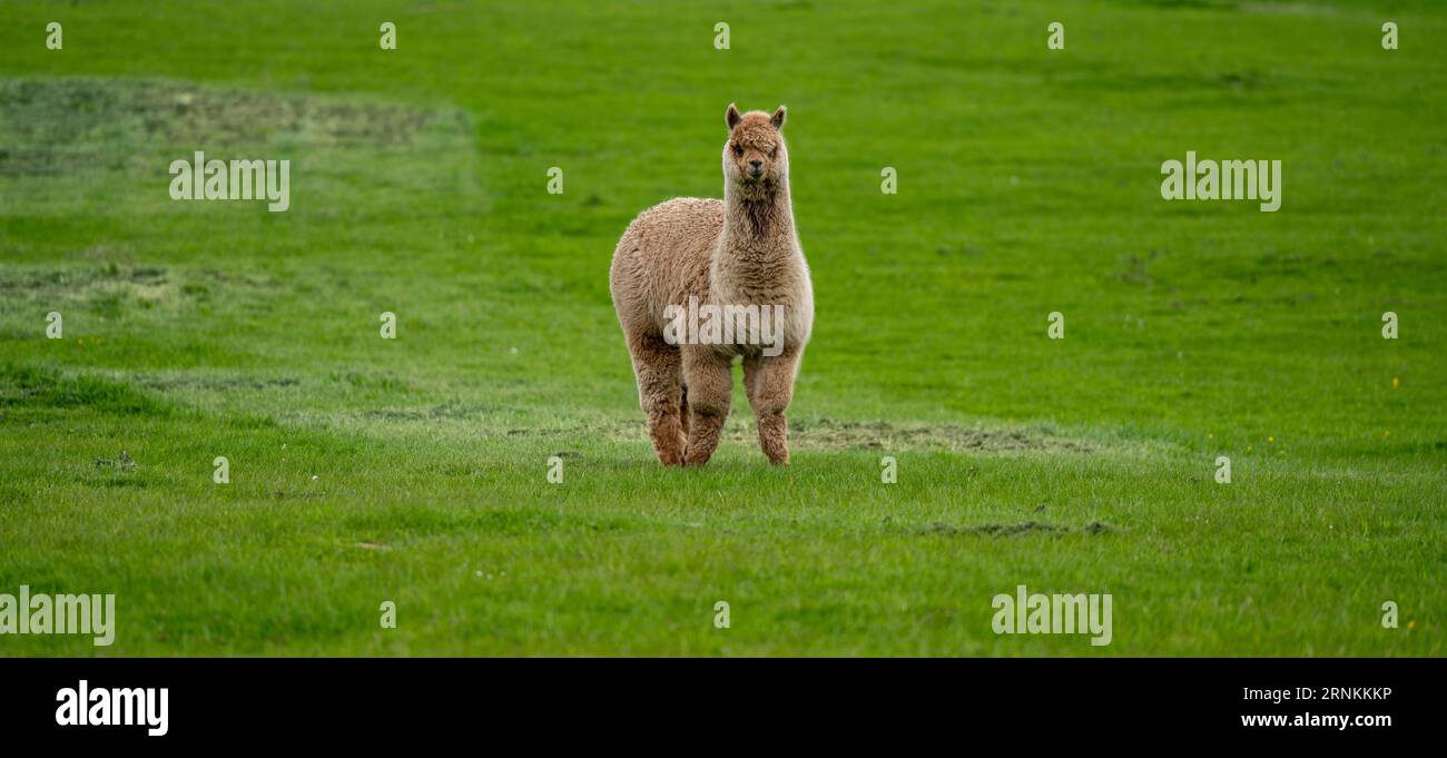 Alpacas in the UK Stock Photo Alamy