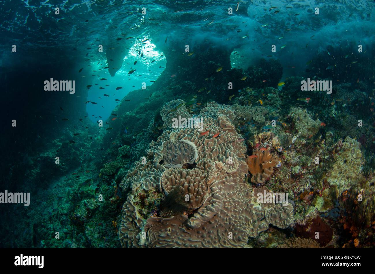 View of window with Leather Coral, Lobophytum sp, and fish, Boo Window dive site, Boo Island, Misool, Raja Ampat, West Papua, Indonesia Stock Photo