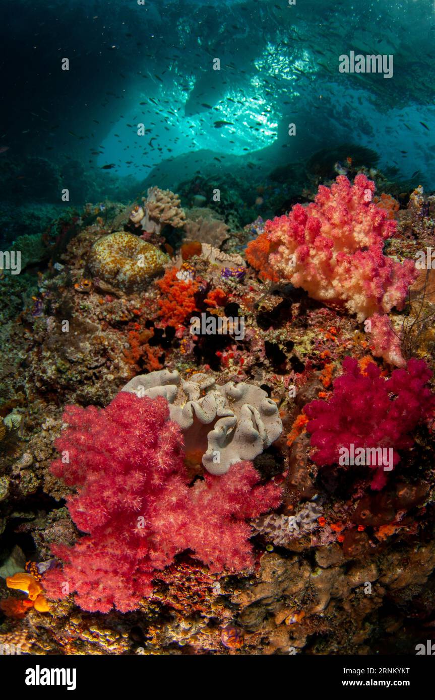 View of window with Glomerate Tree Coral, Spongodes sp, Boo Window dive site, Boo Island, Misool, Raja Ampat, West Papua, Indonesia Stock Photo