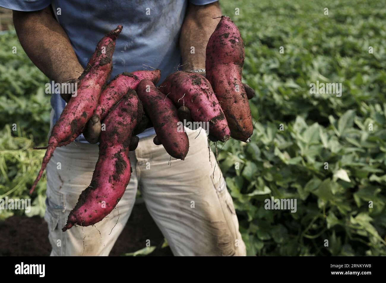 (170427) -- ALAJUELA, April 27, 2017 -- A farmer shows sweet potatoes harvested near the Poas Volcano, in Alajuela Province, Costa Rica, on April 26, 2017. According to local press, Costa Rica s President Luis Guillermo Solis called people on Monday to support the stores, farmers and tourism in the zones close to the Poas Volcano. Costa Rica s National System of Conservation Areas announced that the Poas Volcano National Park will remain closed for undefined time, because the activity of the volcano has increased. ) (fnc) (gj) COSTA RICA-ALAJUELA-VOLCANO KENTxGILBERT PUBLICATIONxNOTxINxCHN   A Stock Photo