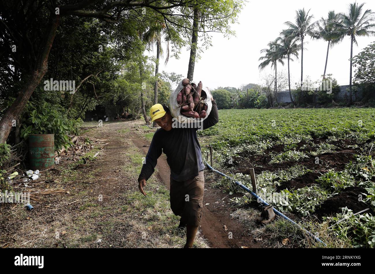 (170427) -- ALAJUELA, April 27, 2017 -- A farmer harvests sweet potatoes near the Poas Volcano, in Alajuela Province, Costa Rica, on April 26, 2017. According to local press, Costa Rica s President Luis Guillermo Solis called people on Monday to support the stores, farmers and tourism in the zones close to the Poas volcano. Costa Rica s National System of Conservation Areas announced that the Poas Volcano National Park will remain closed for undefined time, because the activity of the volcano has increased. ) (fnc) (gj) COSTA RICA-ALAJUELA-VOLCANO KENTxGILBERT PUBLICATIONxNOTxINxCHN   Alajuela Stock Photo