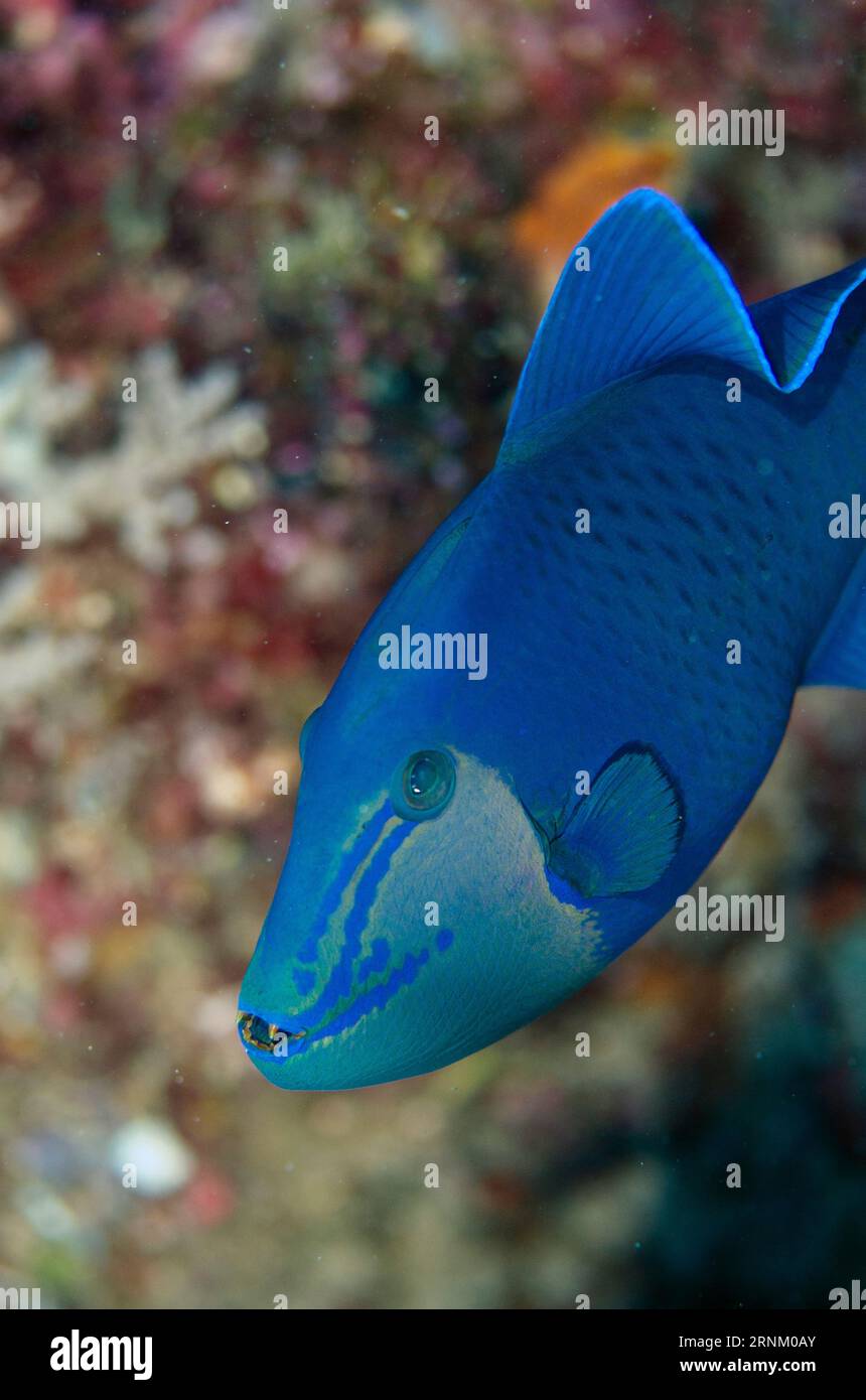 Redtooth trigger fish hi-res stock photography and images - Alamy