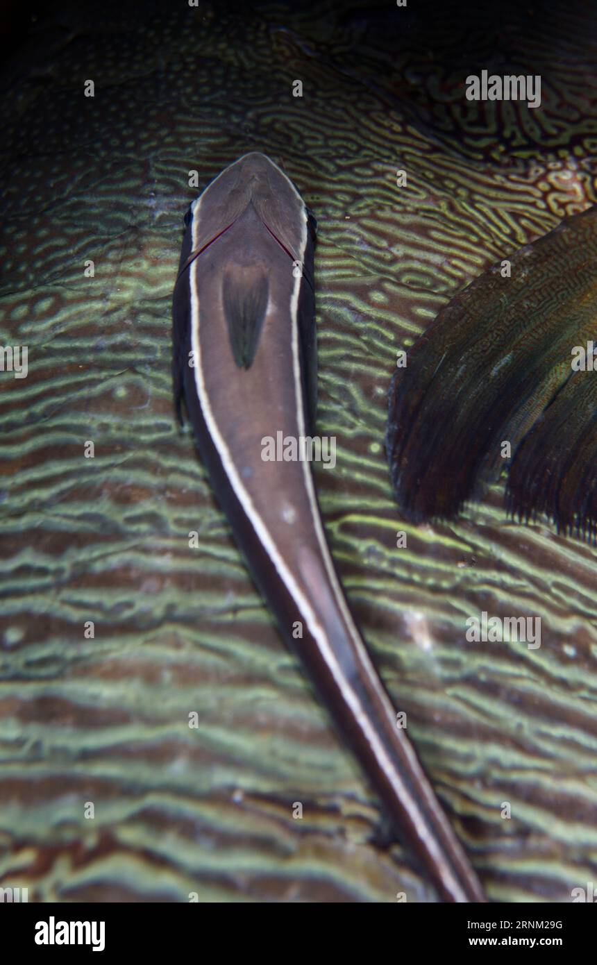 Slender Suckerfish, Echeneis naucrates, on Humphead Wrasse, Cheilinus undulatus, Yilliet Kecil dive site, night dive, Yilliet Island, Misool, Raja Amp Stock Photo