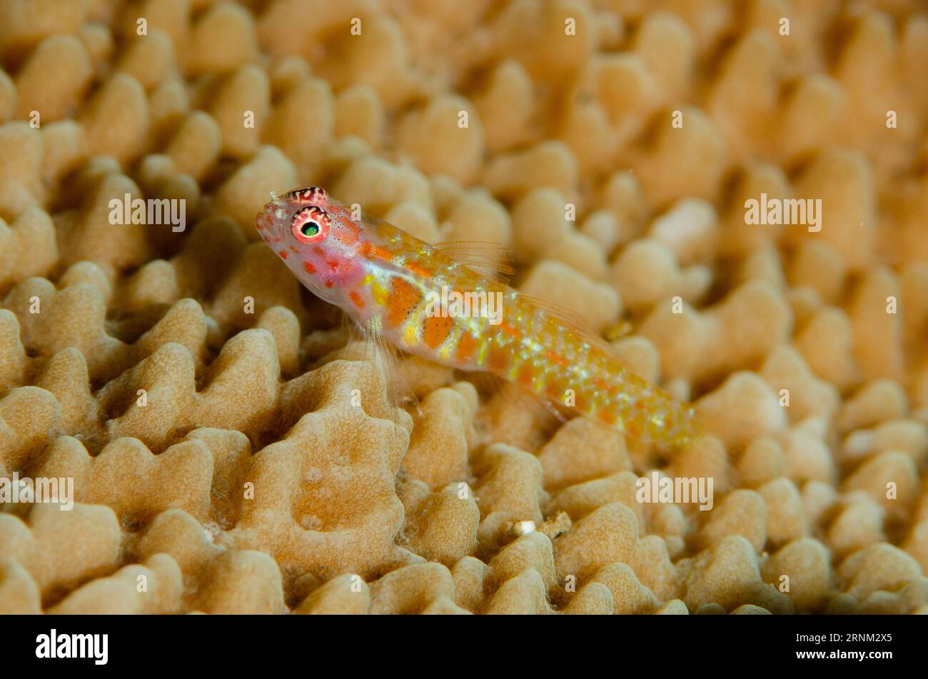 Spotted Pygmygoby, Eviota guttata, on coral, Four Kings dive site, Misool, Raja Ampat, West Papua, Indonesia Stock Photo