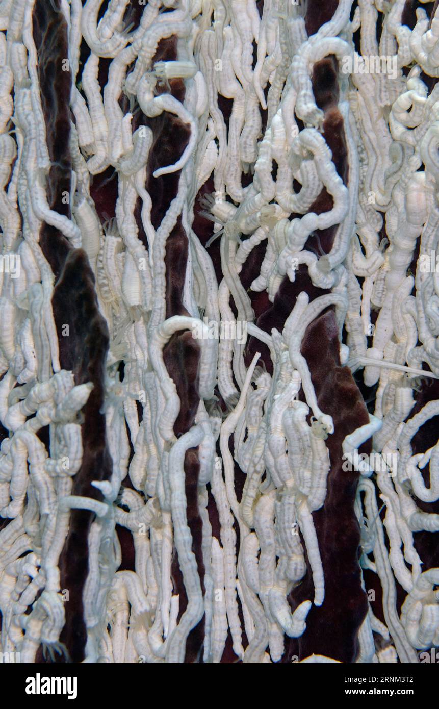 Group of Sea Cucumber, Synaptula lamperti, on Barrel Sponge, Xestospongia testudinaria, Fantasea dive site, Misool, Raja Ampat, West Papua, Indonesia Stock Photo