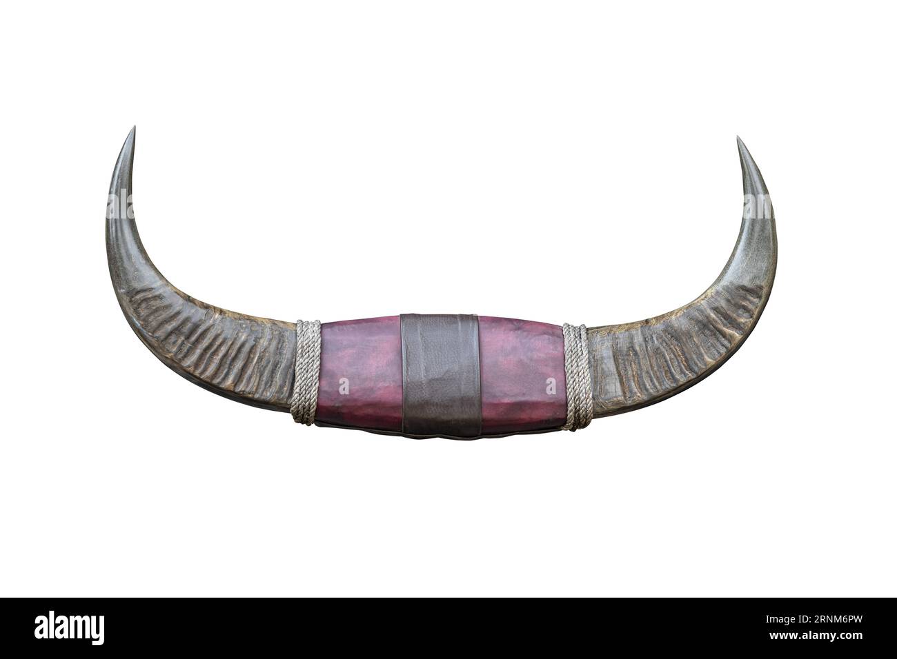 Asian buffalo horn couple wild animal carabao horns for decoration isolated on white background